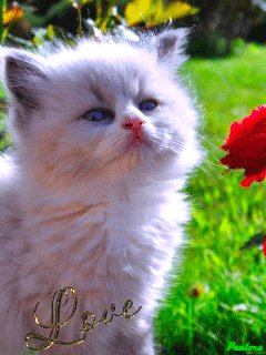 file_59737093