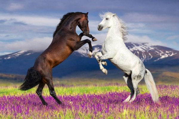 Horses 1