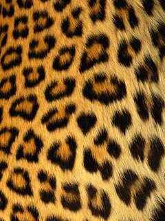Leopard,IB