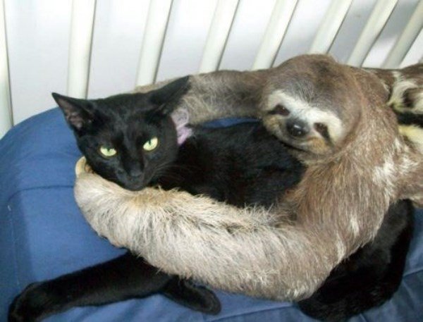 КОРЕША