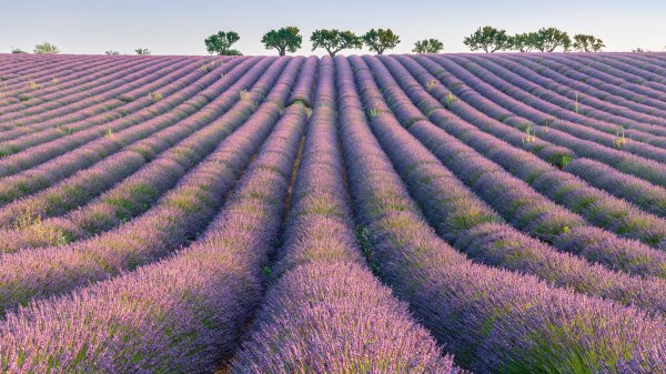 LavenderRows ROW8253115987 UHD