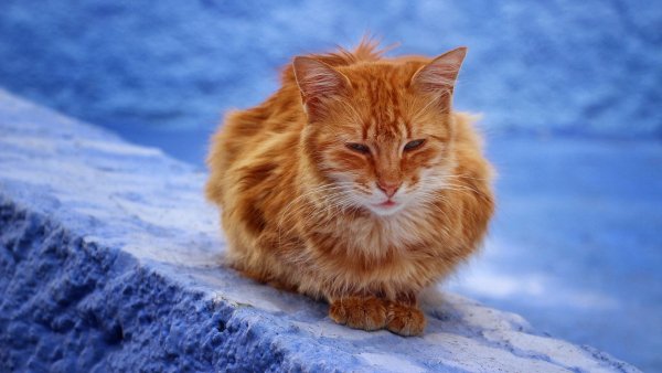 Рыжая кошка