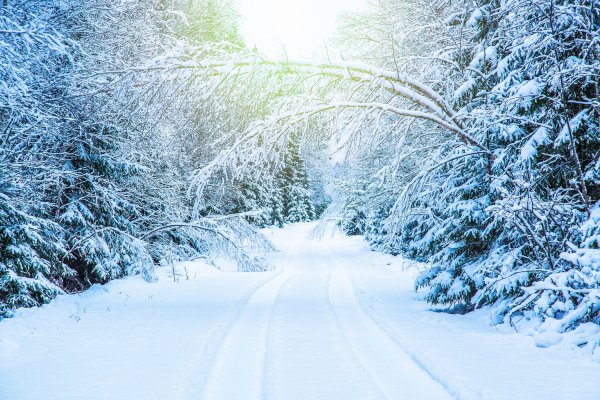 zima-sneg-park-white-landscape-park-winter-snow-tree