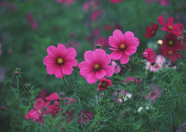 file_88288594