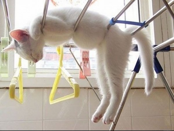 Котэ обои ПК