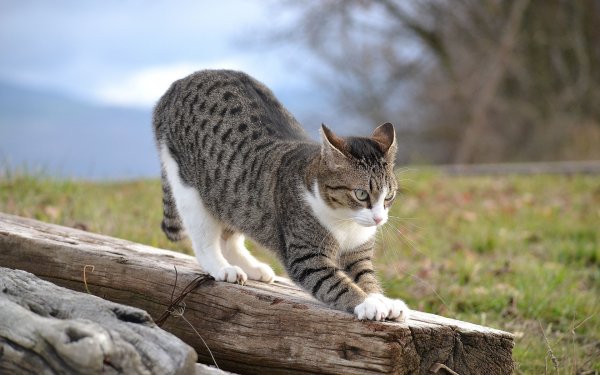 кошка природа кот..file