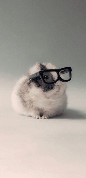 animal 123