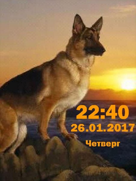 Овчарка