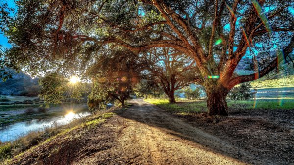 Serene-summer-tree