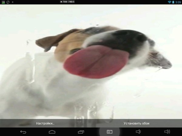 Dog Licks Screen Wallpaper 3.7