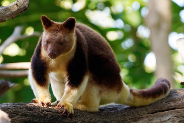 www.carbonbrief.orgtree-kangaroo-458a0d108e38614de1d7dc944625