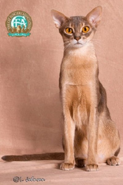 Абиссинская кошка (4)