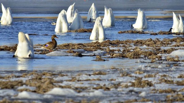 Bird-Butt-Contest-55