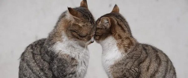 Коты..