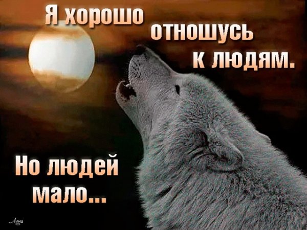 Одинокий волк