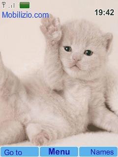 Котик1