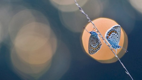 Голубянка аргус Бабочка Butterfly Effect UHD обои 4К