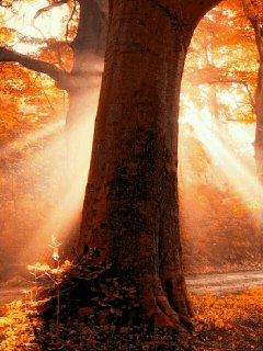 file_65506851