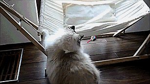 Научился