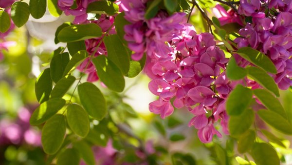 Image (63)