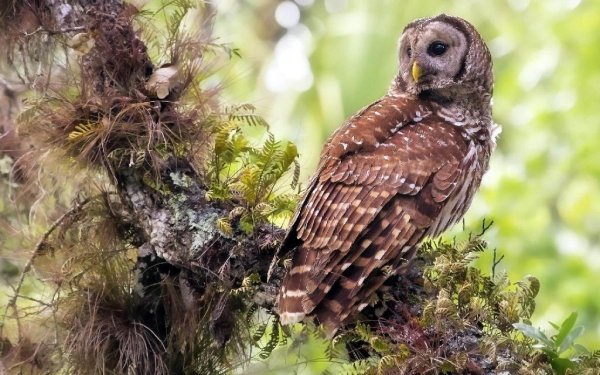 PredatoryBirds