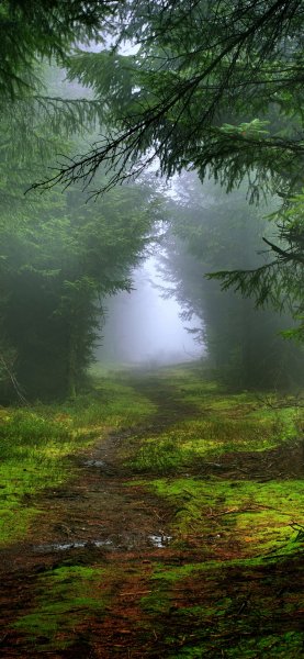 file_97342064