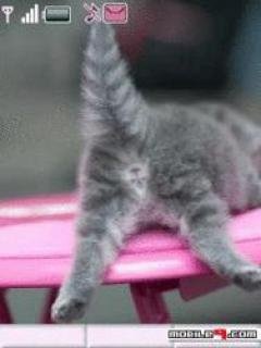Котенок