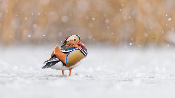 RichmondParkDuck ROW0196597210 UHD