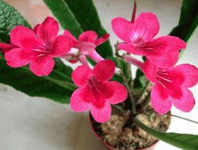 file_86274451