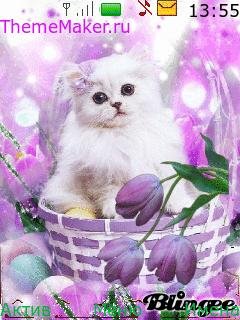 nice-3-cat