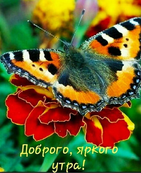 file_85155562