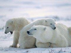 white bear2 ot Fluffy 79 swf001