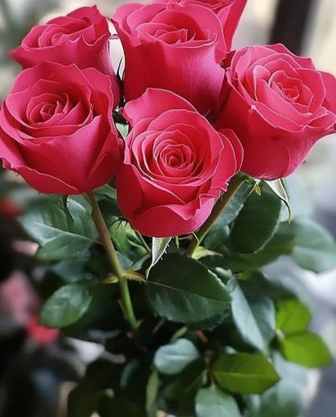 IMG 20250111 064654