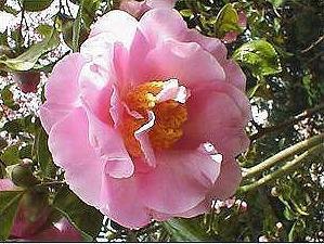 file_85384316