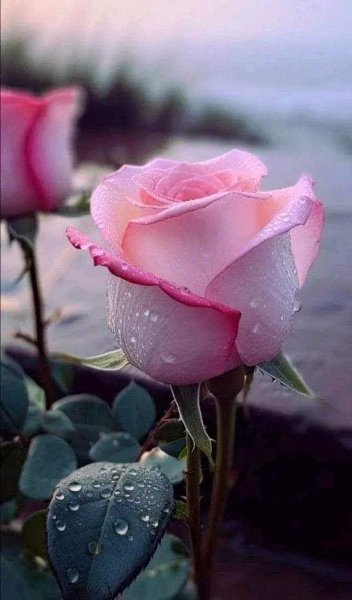 file_96160256
