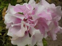 file_85274725