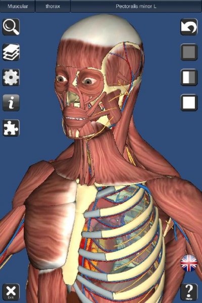 3D Human anatomy
