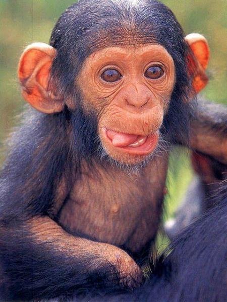 Monkey1