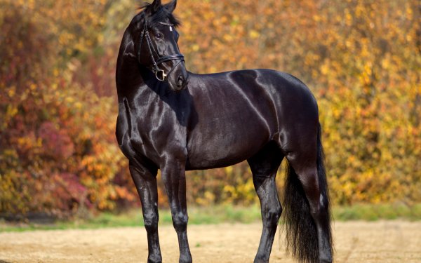 Beauty of Horses