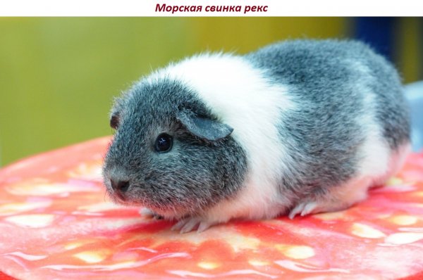 Морская свинка рекс