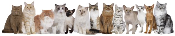 Cat-Coat-Color-Group-600px