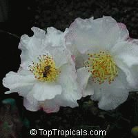 file_85269150