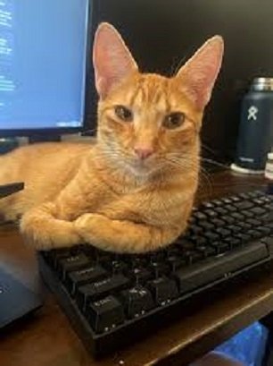 Кот и ноут. (4)