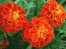 file_85269076