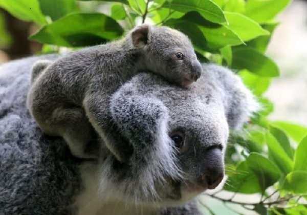 Коала. (5)