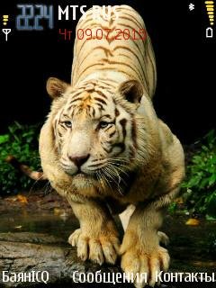Tigr