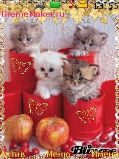 Котята