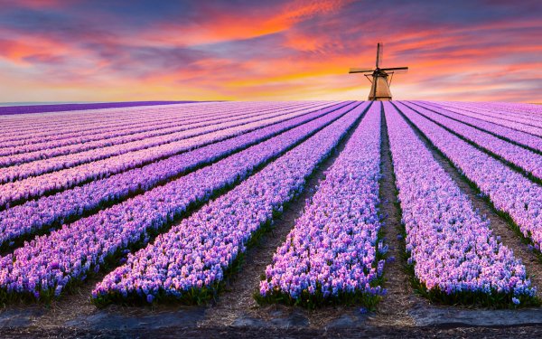 Fields of Flowers 5