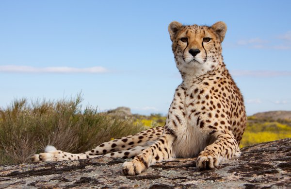 Pose-feline-leopard