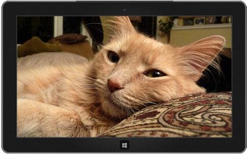 CatsAnytime